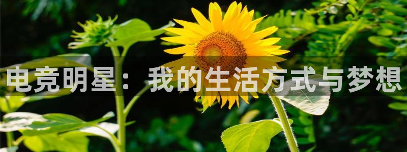 米兰电竞网页版入口